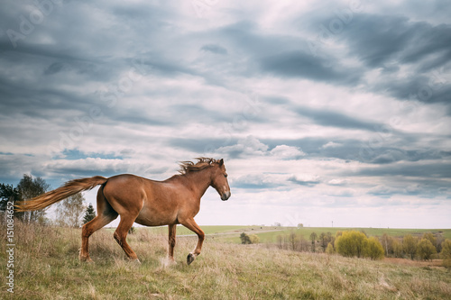 Red Horse In Motion In Spring Meadow Of Belarus.