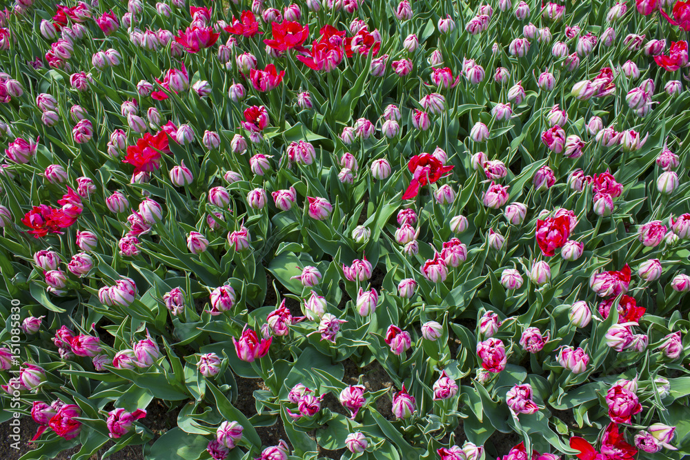 Background of many tulip flower buds