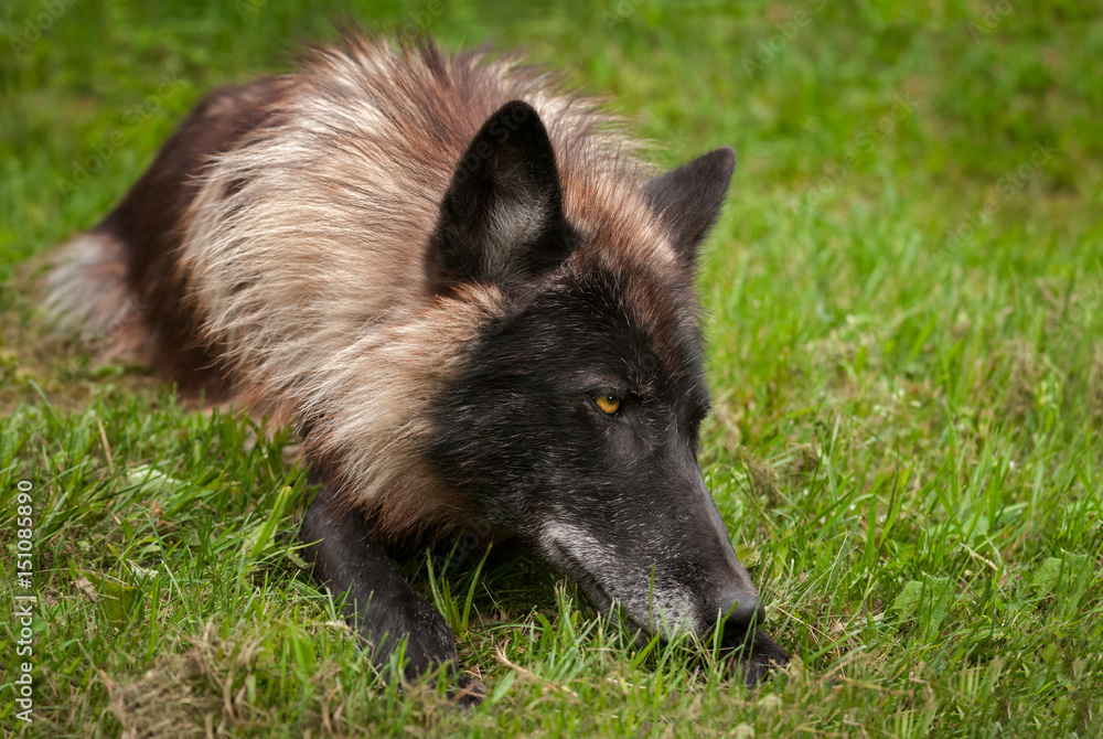 Black Phase Grey Wolf (Canis lupus) Lies in Grass Black Phase Grey Wolf (Canis lupus) Lies in Grass