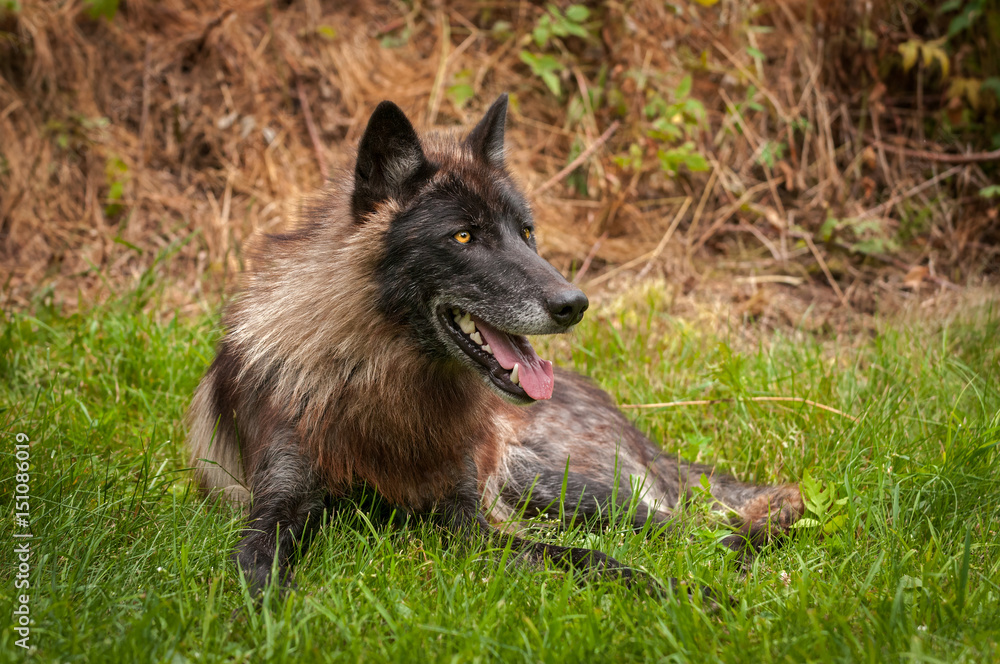 Black Phase Grey Wolf (Canis lupus) Looks Up From Grass Black Phase Grey Wolf (Canis lupus) Looks Up From Grass