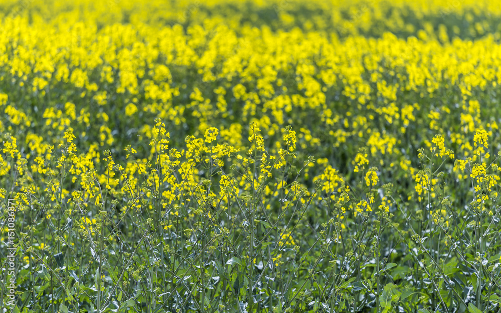 Obraz premium rape blossom field