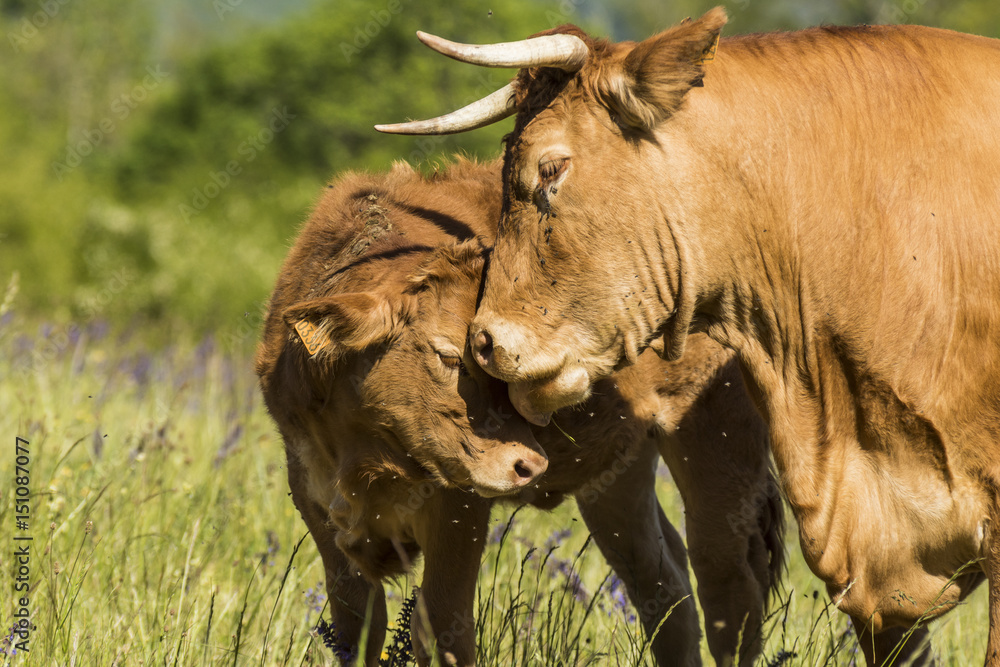 Fototapeta premium Vaches de Chartreuse - Isère.