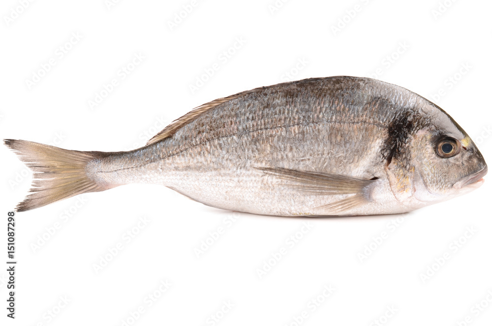 Obraz premium sea bream