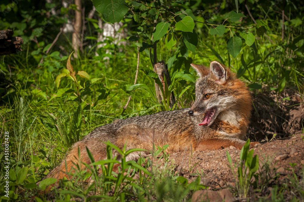 Naklejka premium Grey Fox Vixen (Urocyon cinereoargenteus) Lies Down Looking Left