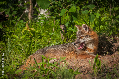 Grey Fox Vixen (Urocyon cinereoargenteus) Lies Down Looking Left