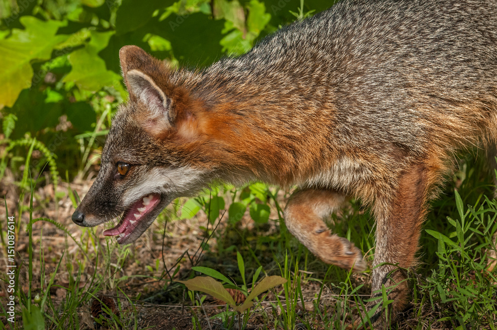 Obraz premium Grey Fox Vixen (Urocyon cinereoargenteus) Stalks Left Closeup