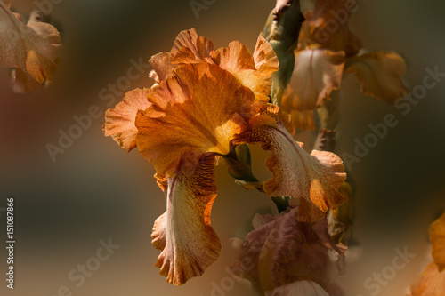 Orange iris flower on a blurred background photo