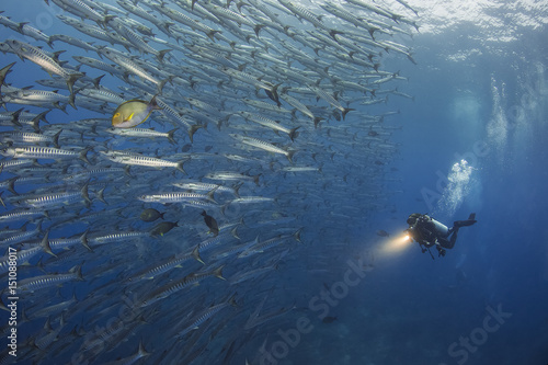 Barracuda photo