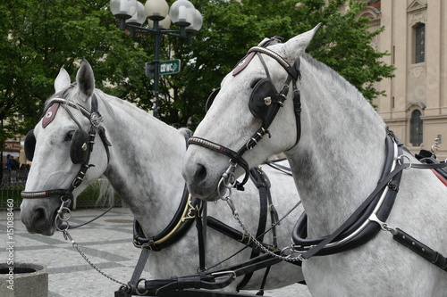 horse tour stand in the city center