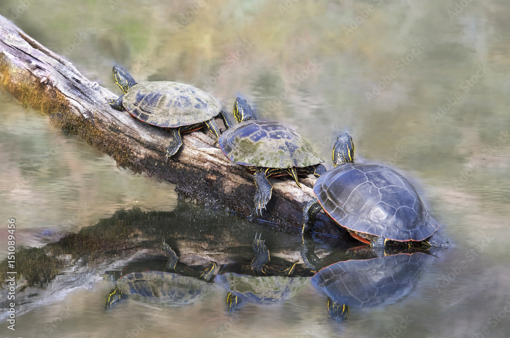Painted Turtles Resting on a Log Painted Turtles Resting on a Log