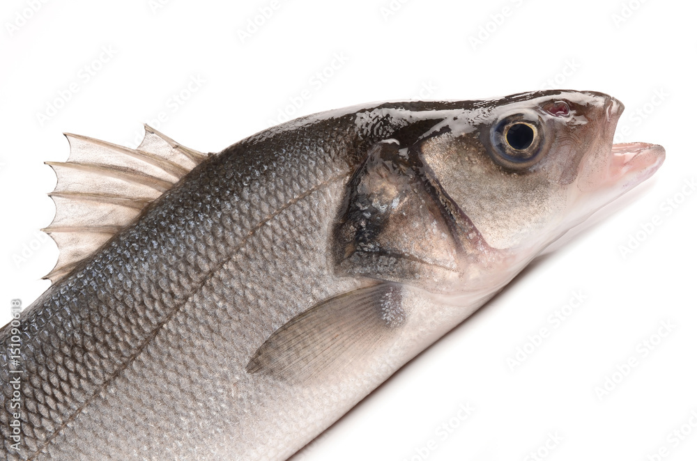 Seabass on a white background