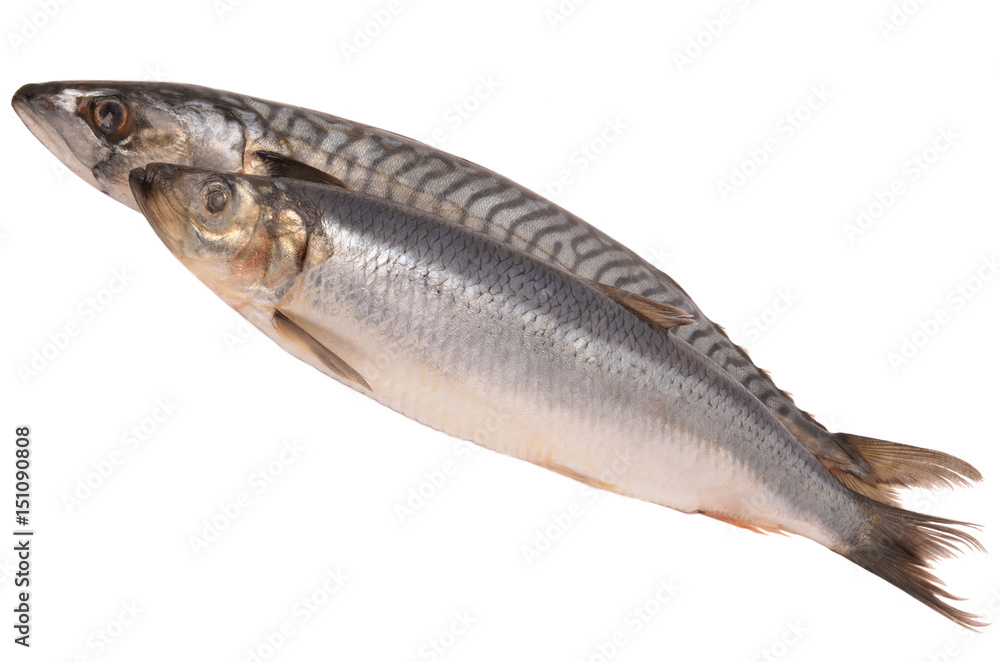 Mackerel and herring on a white background Mackerel and herring on a white background