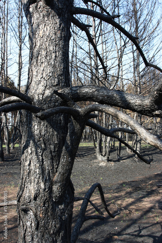 Burnt Scots pine (Pinus sylvestris) in the spring