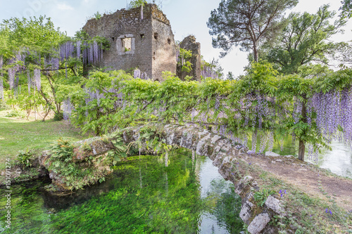 Ancient ruins and plants of wisteria in the Garden of Ninfa in the province of Latina, Italy, Europe