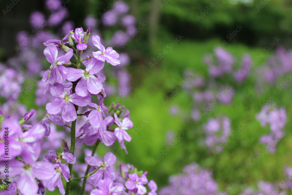 Phlox in summer meadow