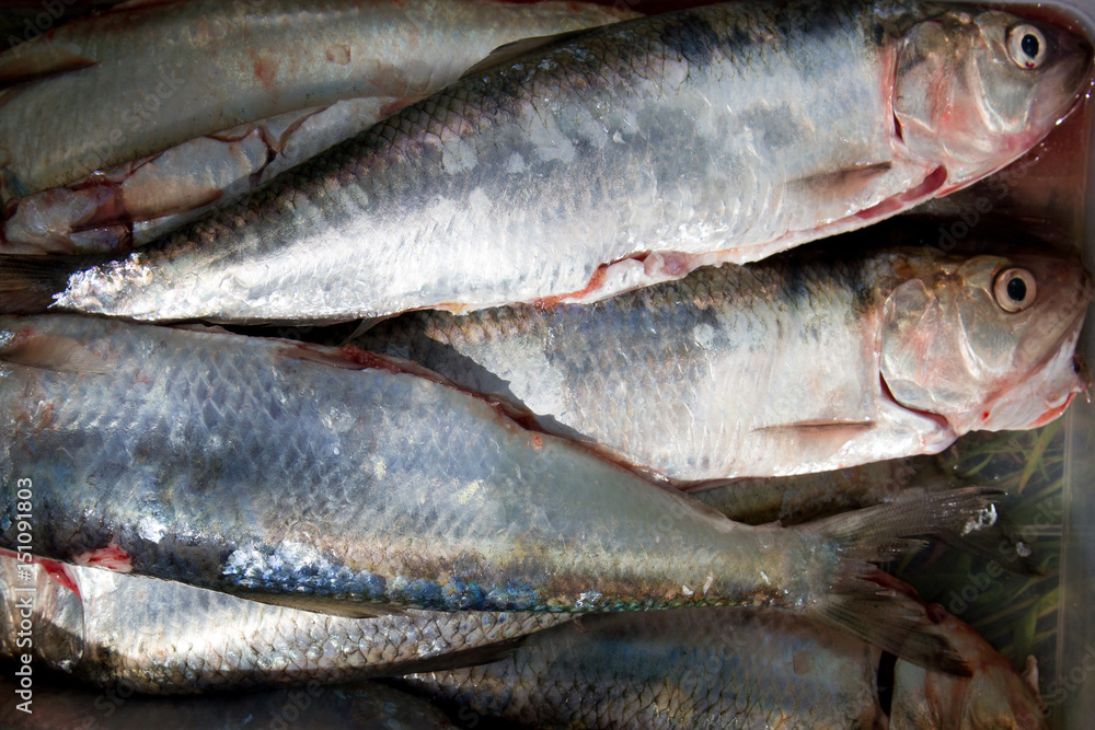 Raw Herring fishes in transparent plastic box