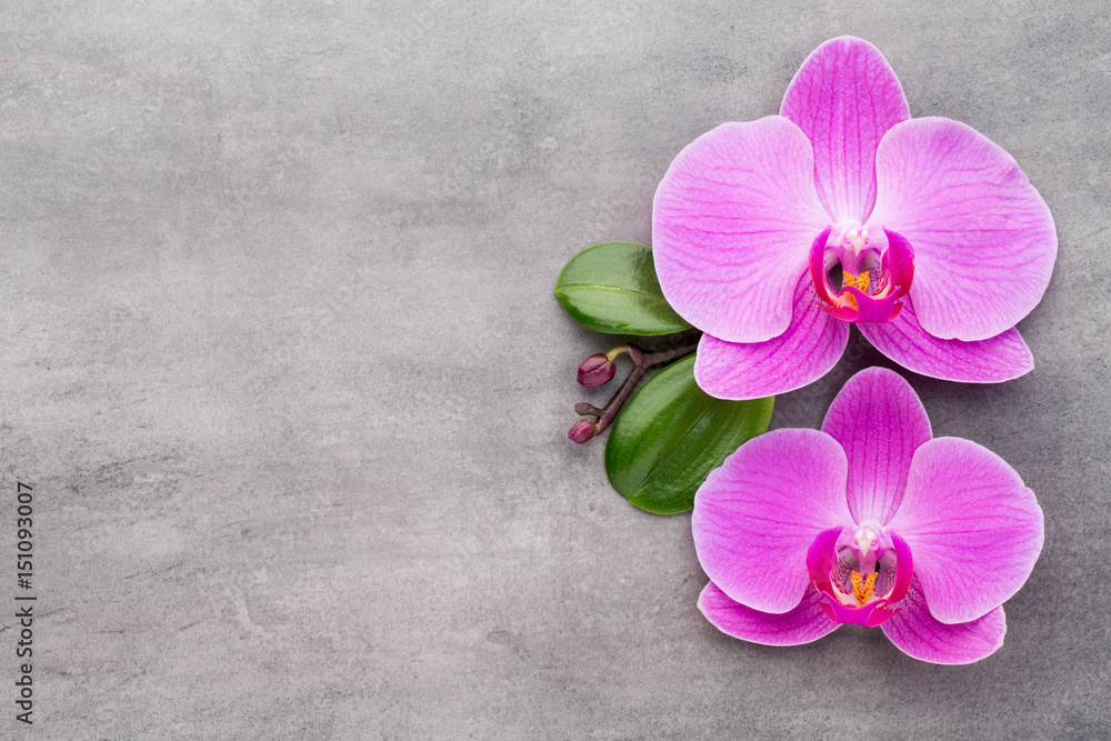 Fototapeta premium Pink orchid on the grey background.