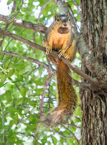 Squirrel Gathering Nuts / A brown squirrel sitting on a tree limb holding a large acorn in it's mouth.  © Terry Walsh Photo