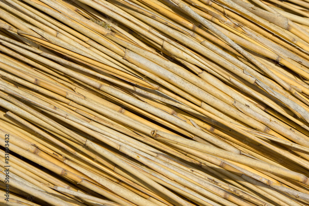 Reed natural background Reed natural background