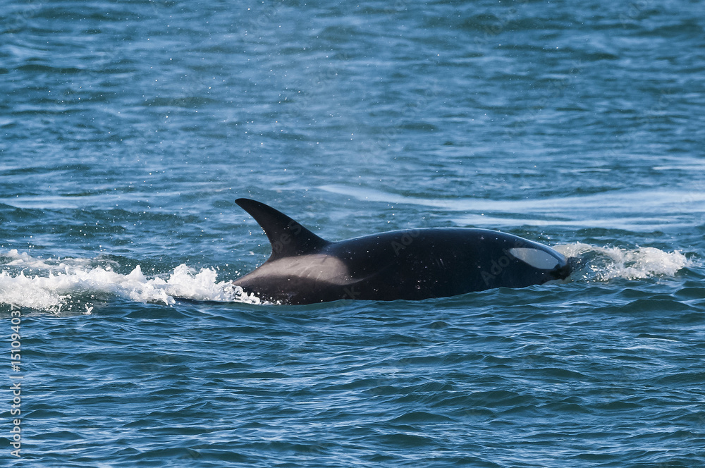 Obraz premium Killer Whale, Orca, hunting a sea lion pup, Peninsula Valdez, Patagonia Argentina
