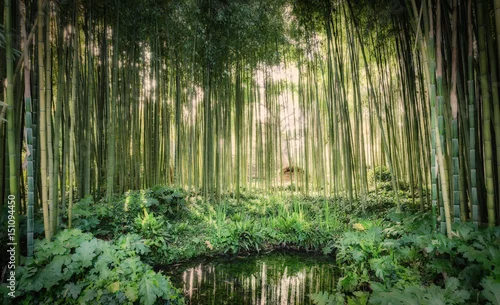 Obraz Bambusowe trzciny wokoło małego jeziora w ogródzie Ninfa w prowinci Latina, Włochy, Europa