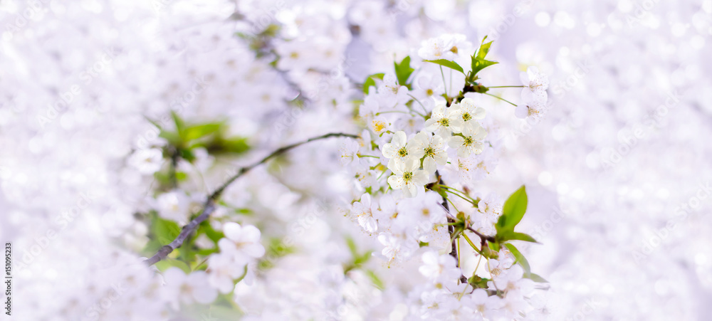 Spring cherry blossoms closeup, white flower on blurred background, banner for website. Spring. Panorama. Blurred space for your text Spring cherry blossoms closeup, white flower on blurred background, banner for website. Spring. Panorama. Blurred space for your text
