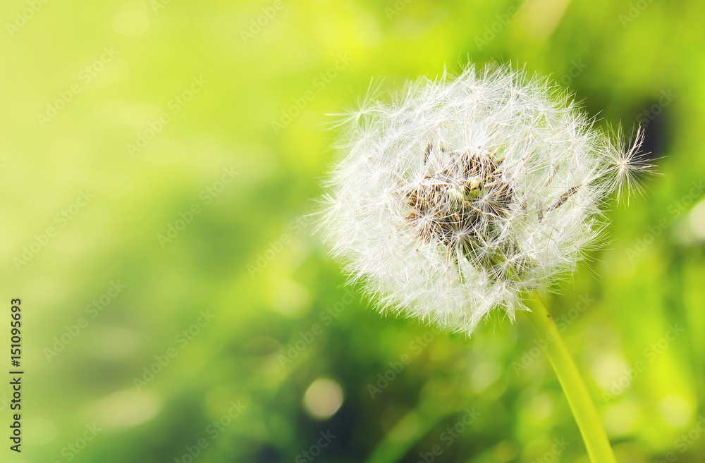 White dandelion close-up on a green background with bokeh, banner for website. Blurred space for text