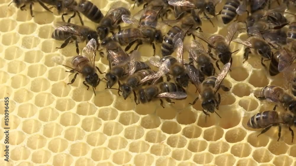 Bienenvolk mit Waben Bienenvolk mit Waben