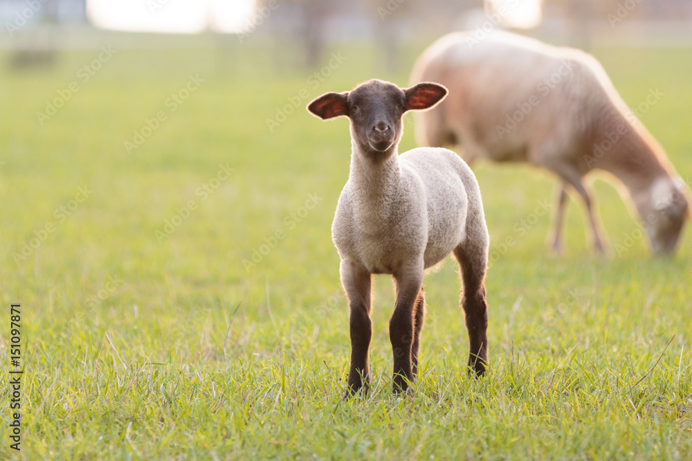 Naklejka premium Lamb