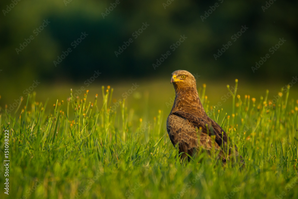 Lesser spotted eagle (Clanga pomarina) - Orlik krzykliwy - obrazy, fototapety, plakaty 