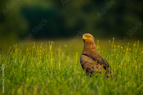 Lesser spotted eagle (Clanga pomarina) - Orlik krzykliwy