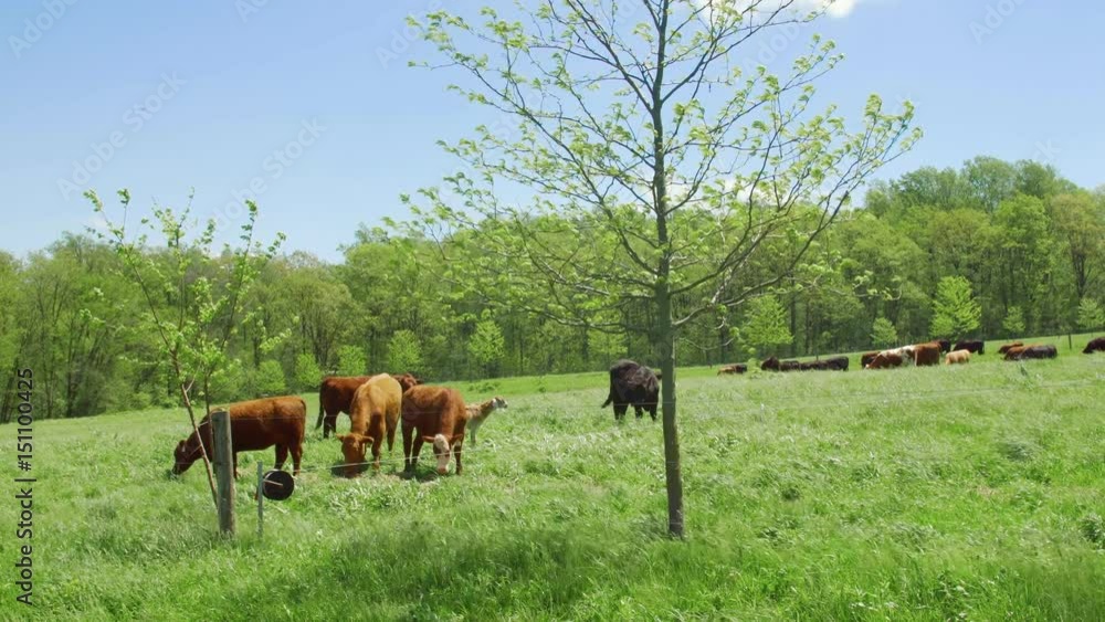 cows grazing windy field