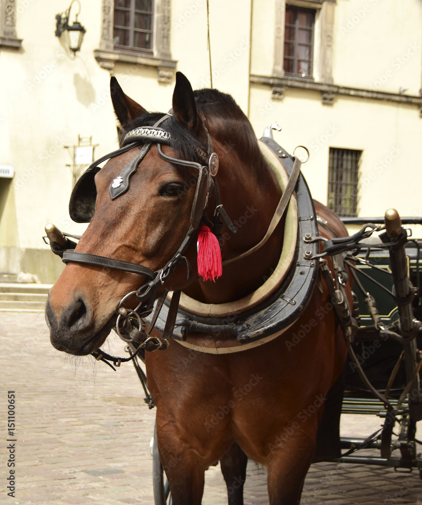 The horse costs on a cobblestone road of the aged city. The horse is intended for transportation of tourists. The horse costs on a cobblestone road of the aged city. The horse is intended for transportation of tourists.