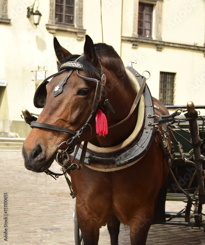 The horse costs on a cobblestone road of the aged city. The horse is intended for transportation of tourists.