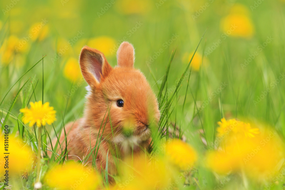 Obraz premium cute red rabbit yellow flowers of dandelion