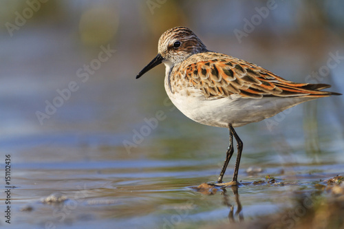 little stint Calidris minuta standing in shallow water