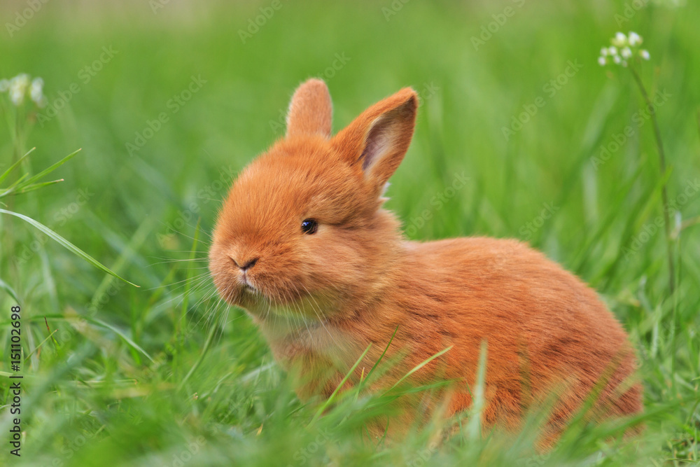 nice muzzle rabbit in green grass nice muzzle rabbit in green grass