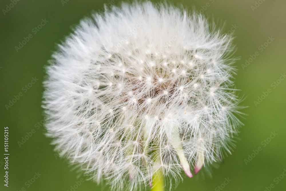 Fototapeta premium Blowball macro dandelion seed head flower blossom white green spring seeds