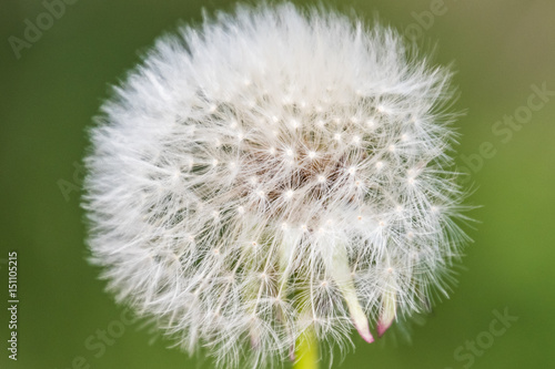Blowball macro dandelion seed head flower blossom white green spring seeds