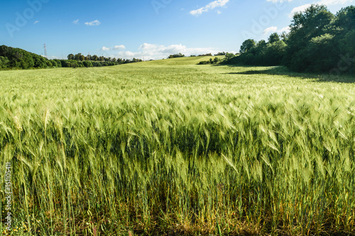 wheat field