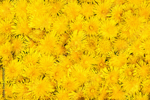 Background of flowers of dandelions located one near another close-up