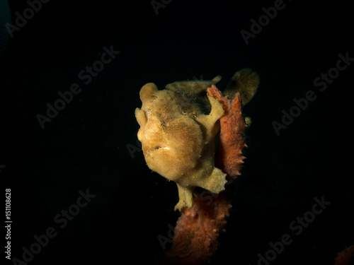 Fototapeta Naklejka Na Ścianę i Meble -  Frogfish - Antennarius pictus, commersoni, striatus