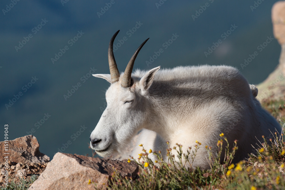 Wild Mountain Goats of the Colorado Rocky Mountains Wild Mountain Goats of the Colorado Rocky Mountains