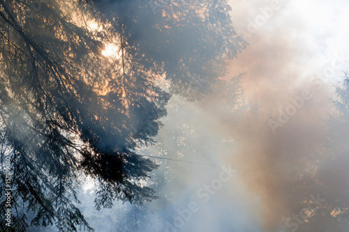 Sun streams through smoke in the trees