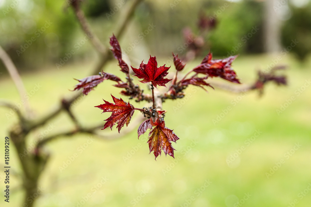 Fresh young red maple leaves. Springtime background Fresh young red maple leaves. Springtime background