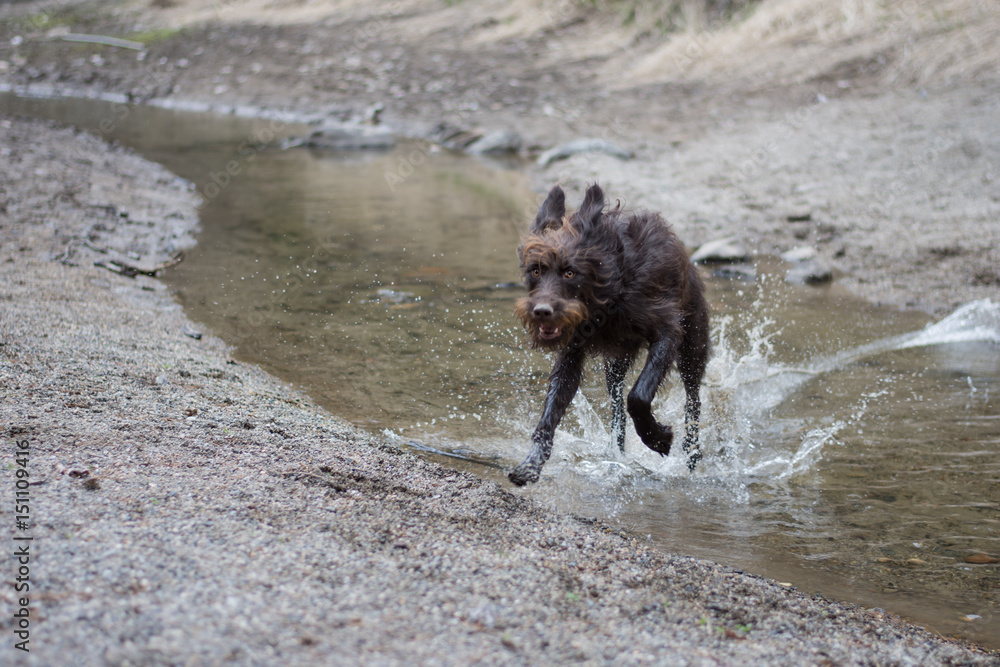 Large brown dog enjoying a run through a stream