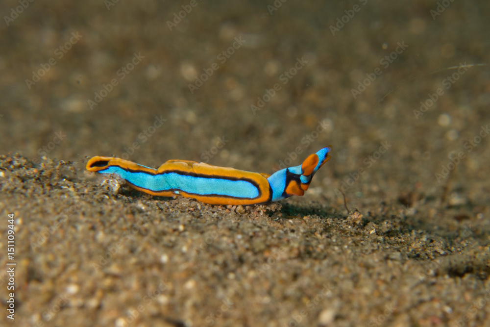 Obraz premium Nudibranch