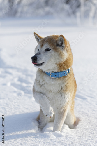冬の柴犬