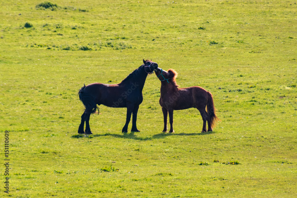 Two horses black and brown kissing on grassland Two horses black and brown kissing on grassland