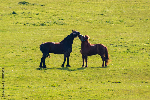 Two horses black and brown kissing on grassland
